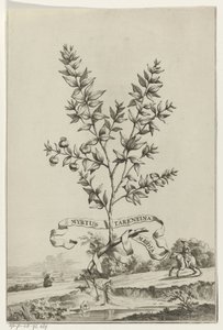 Ramo di Mirto Tarentino
