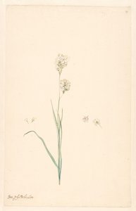 Ramo di Ixia olystachya con dettagli di pistillo e fiore da Anonymous