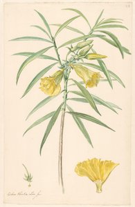 Ramo di un fiore giallo (tipo di giglio) con dettagli di pistillo e fiore da Anonymous