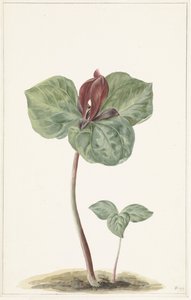 Trillium da Anonymous