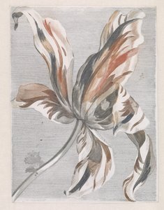 Tulipano da Anonymous