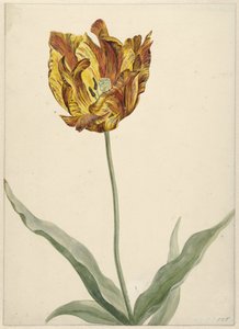 Tulipano