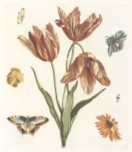 Tulipani, altri fiori, farfalle e una mosca