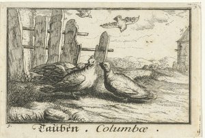 Due colombe vicino a una recinzione
