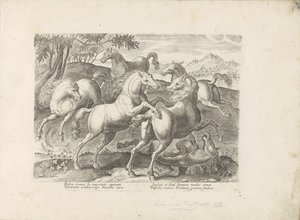 Cavalli combattenti con un cavallo calpestato