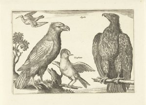 Vier vogels da Anonymous