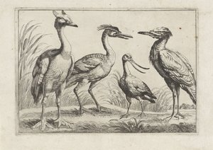 Quattro trampolieri (Diverse specie di uccelli) da Anonymous