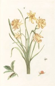 Cinque narcisi