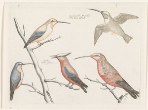 Cinque diversi tipi di colibrì