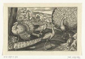 Cinque uccelli tra cui un ibis