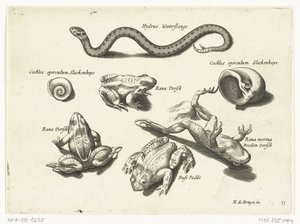 Serpente d