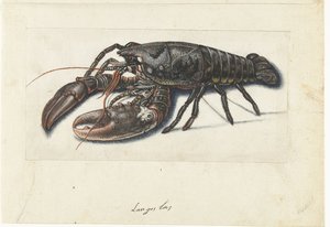 Aragosta