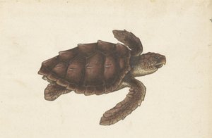 Tartaruga marina Tortugas - Eretmochelys imbricata / Tartaruga embricata / karetschildpad (titolo sull