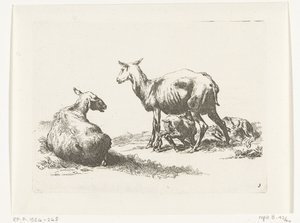 Pecora che allatta con due agnelli (serie: Geiten en schapen naar N.P. Berchem) da Anonymous