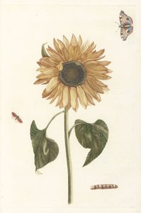 Girasole, bruco e due farfalle
