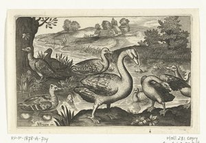 Cigno e oche e anatre