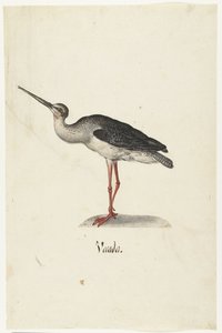 Cavaliere Nero