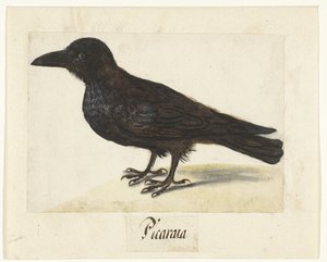 Corvo nero