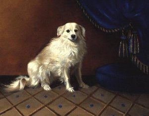 Un cane giocattolo