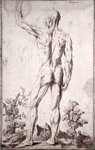 Studio anatomico del sistema muscolare umano