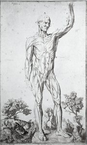 Studio anatomico del sistema muscolare umano (incisione)