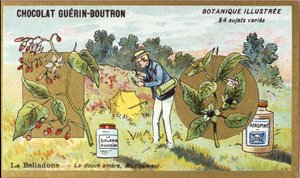 Belladonna: la dolce amara, medicina. Incisione (cromo). Cromolitografia pubblicitaria per i cioccolatini Guerin-Boutron, fine XIX secolo. Serie botanica illustrata