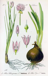 Tavola botanica: Allium schoenoprasum (erba cipollina) e allium cepa (cipolla). Tavola 29. Collezione privata da Anonymous Anonymous
