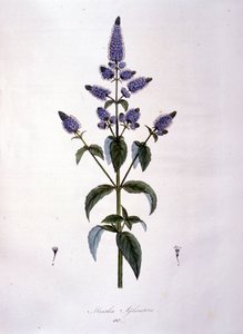 Tavola botanica: menta selvatica (mentha sylvestris). Incisione del XIX secolo da Anonymous Anonymous