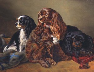 Spaniel di Re Carlo da Anonymous Anonymous