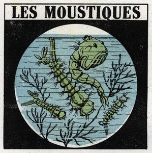 Proiezione della luce: uso di una lanterna di proiezione per osservare le larve di zanzara. Illustrazione anonima del 1925. Collezione privata.