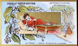 Tiglio: infusione, ornamenti delle passeggiate. Cromolitografia pubblicitaria per i cioccolatini Guerin-Boutron, fine XIX secolo. Serie Botanica Illustrata