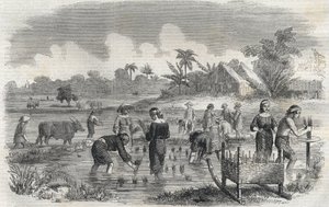 Coltivazione del riso a Manila nelle Filippine nel 1864. Incisione anonima. Collezione privata. da Anonymous Anonymous