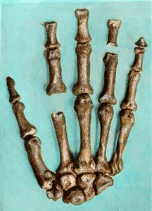 Mano destra di uno scheletro di donna dal sito preistorico di Ferrassie in Dordogna risalente al periodo Paleolitico medio. Incisione. Collezione privata da Anonymous Anonymous