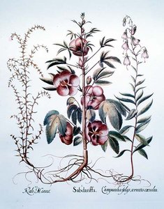 Sabdariffa, tedesco
