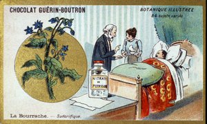 La borragine, diaforetica. Cromolitografia pubblicitaria per i cioccolatini Guerin-Boutron, fine XIX secolo. Serie botanica illustrata da Anonymous Anonymous
