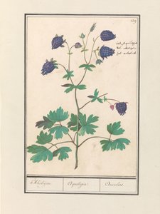 Aquiliegia (Aquilegia) da Anselmus Boëtius de Boodt