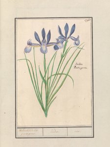 Iris blu (Iris sibirica) da Anselmus Boëtius de Boodt