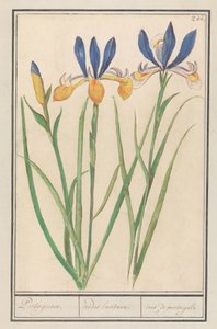 Iris giallo-blu (Iris sibirica) da Anselmus Boëtius de Boodt