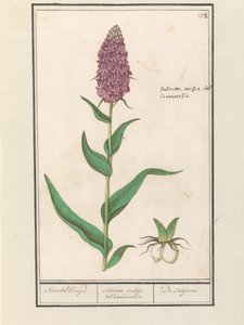 Brede orchis (Dactylorhiza majalis) da Anselmus Boëtius de Boodt