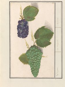 Uva (Vitis vinifera) Uve. / uva Vulgaris. / Uvetta (titolo sull