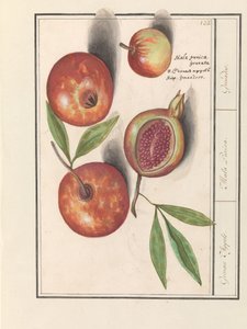 Melograno (Punica granatum)