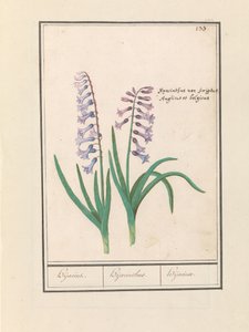 Giacinto (Hyacinthus orientalis)