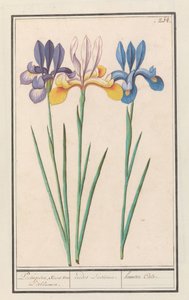 Iris (Iris sibirica) da Anselmus Boëtius de Boodt