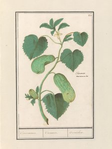 Cetriolo (Cucumis sativus)