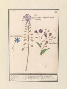 Giacinto crestato (Muscari comosum) e fiordaliso (Centaurie) da Anselmus Boëtius de Boodt