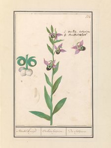 Orchidea Bombina Ridente (Ophrys bombyliflora) e anemoni (Anemone)