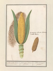 Mais (Zea mays)