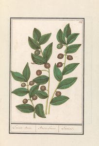 Olivo (Olea europaea) da Anselmus Boëtius de Boodt