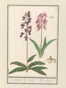 Orchidea