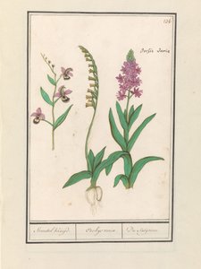 Orchidea (Orchidaceae)